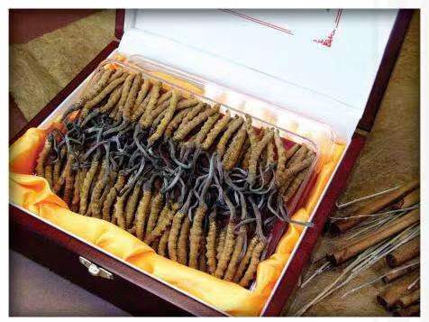 松滋冬虫夏草回收